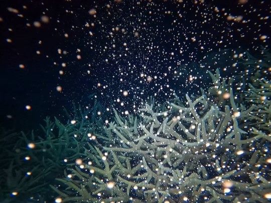 Coral Spawning