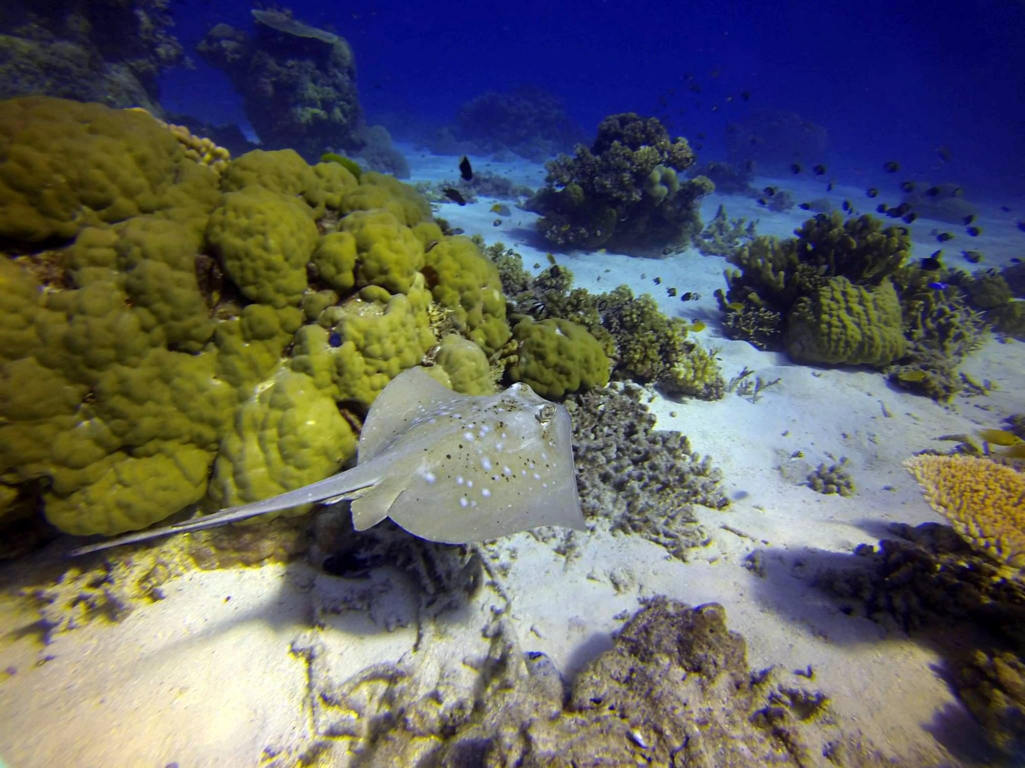 Wheeler Reef
