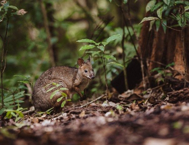 Atherton Tablelands