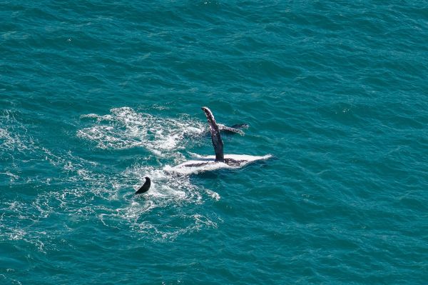 Whale Season